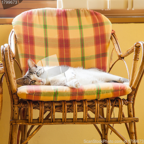 Image of Blue eyes cat