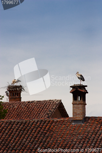 Image of Lonely stork