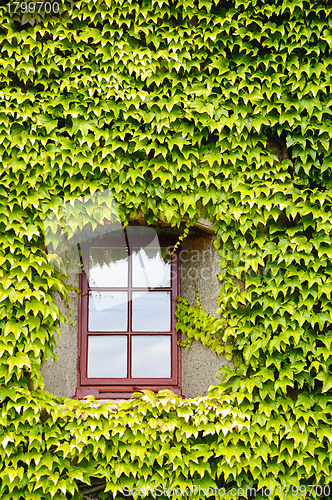 Image of Ivy covered wall and window