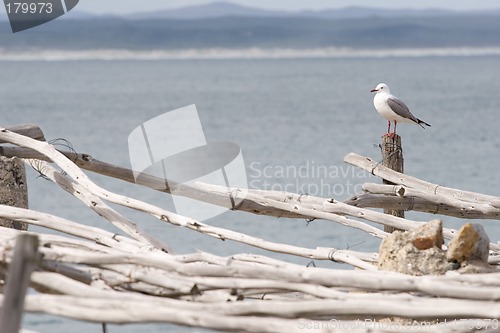 Image of Bird #5