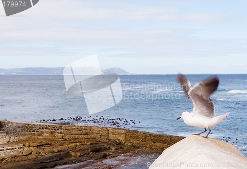 Image of Bird #7