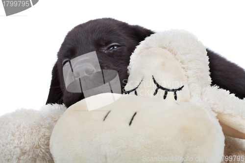 Image of sleepy black labrador puppy