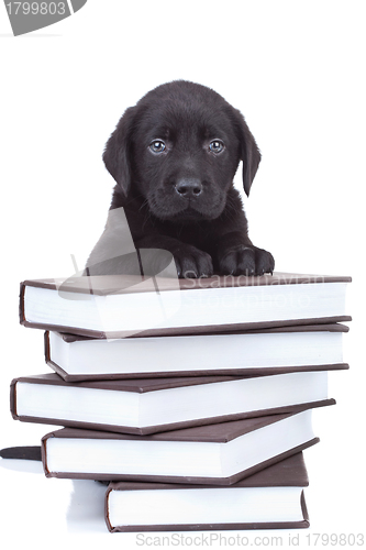 Image of smart little labrador 