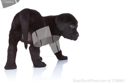 Image of back of a black labrador retriever