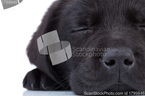 Image of  labrador retriever sleeping 