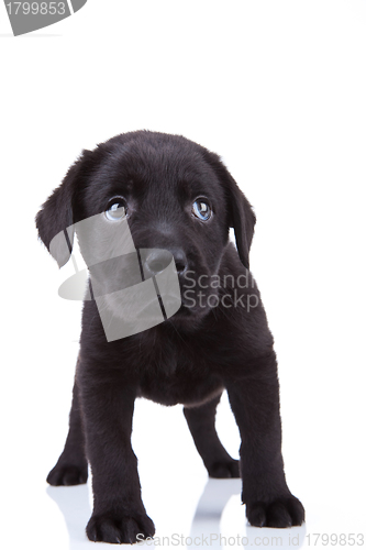 Image of shy little labrador puppy
