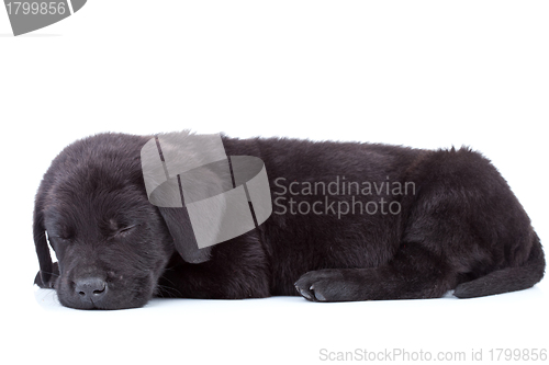 Image of labrador retriever puppy sleeping 