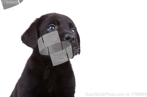 Image of  labrador retriever's face