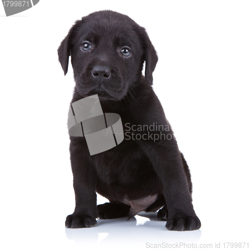 Image of cute little black labrador retriever