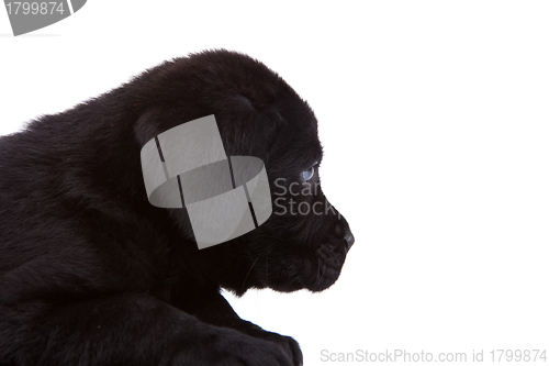 Image of cute black labrador retriever puppy