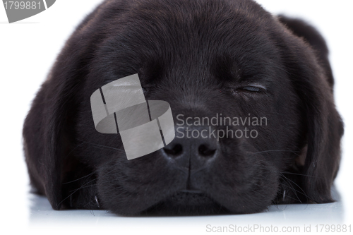 Image of labrador retriever sleeping