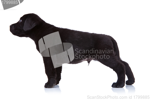 Image of side of a labrador puppy