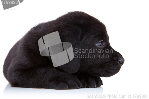 Image of tired labrador retriever puppy