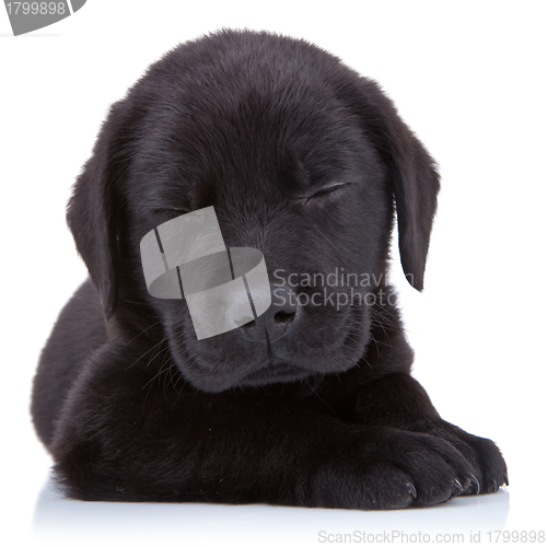 Image of tired  black labrador