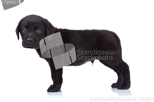 Image of side view of a black labrador retriever