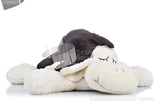 Image of  black labrador puppy sleeping 