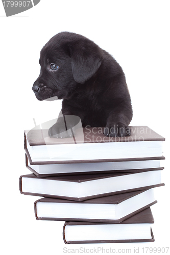 Image of smart little labrador