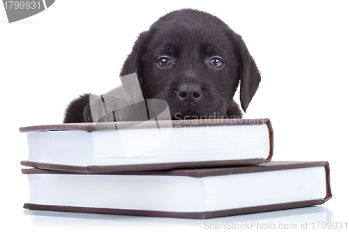 Image of smart little labrador