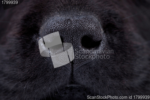 Image of wet black labrador puppy's nose