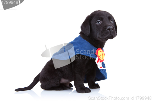 Image of number one little black labrador