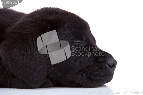 Image of sleepy black labrador