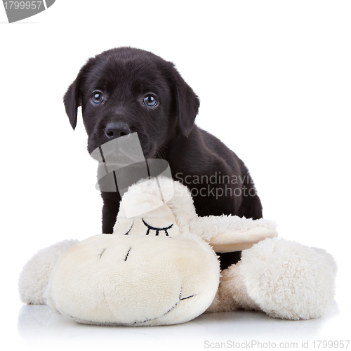 Image of playful labrador puppy