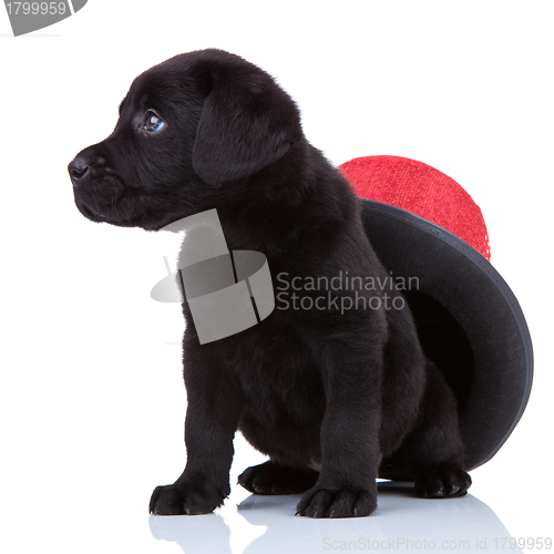 Image of cute little black labrado