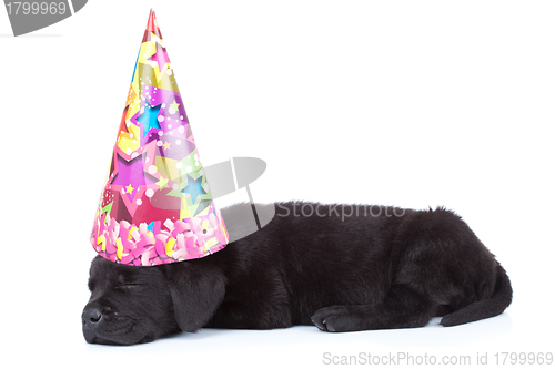 Image of party dog sleeping 