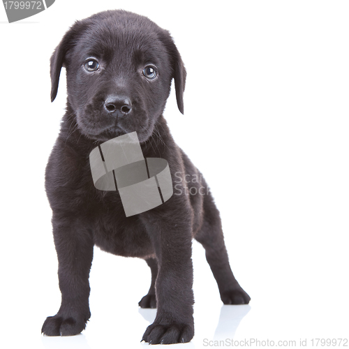 Image of alert labrador retriever puppy 