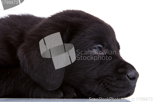 Image of sleepy black labrador