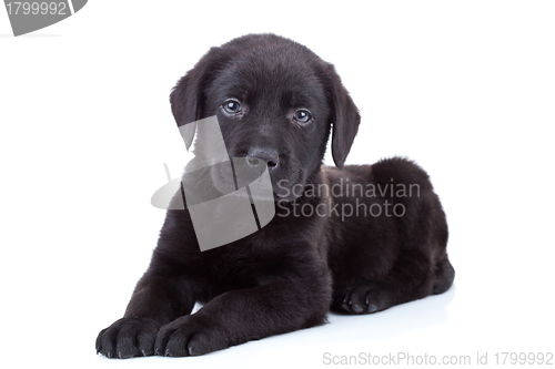 Image of  labrador retriever puppy