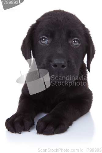Image of curious little black labrador 