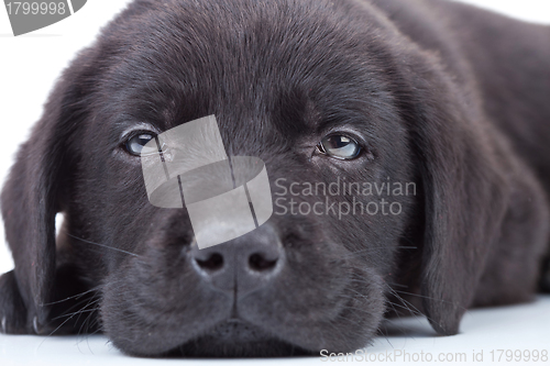 Image of sad little black labrador retriever