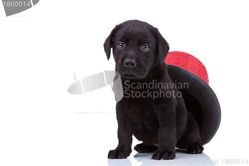 Image of cute little black labrador retriever