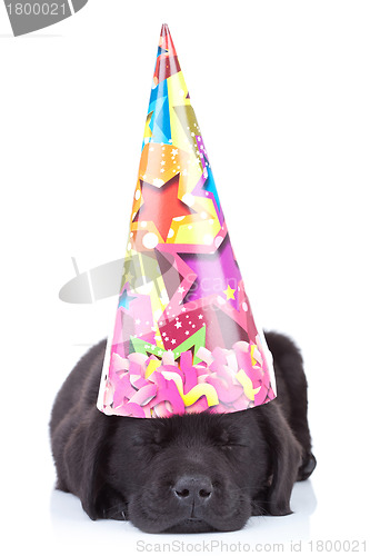 Image of party dog sleeping