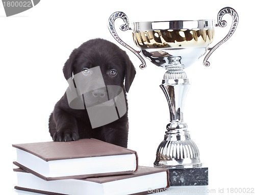 Image of little champion