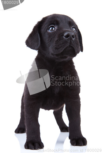 Image of  labrador retriever puppy