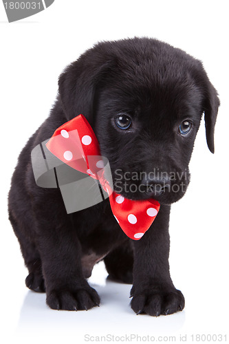 Image of handsome black puppy