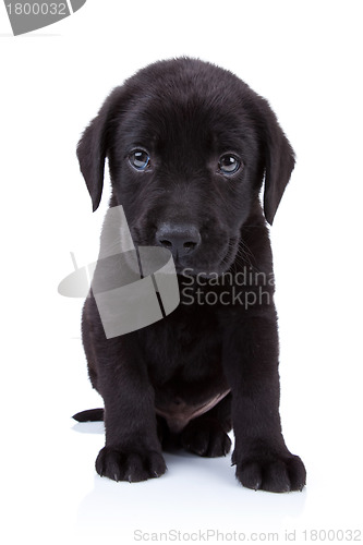 Image of curious little black labrador