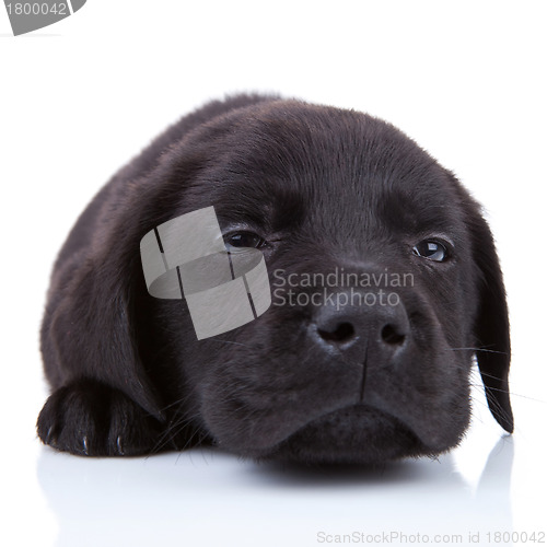 Image of tired  black labrador