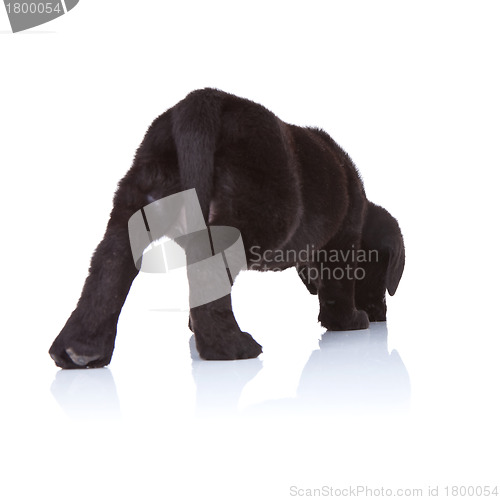 Image of black labrador retriever puppy sniffing 