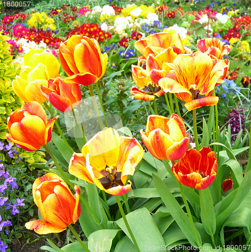 Image of Spring flowers in a meadow