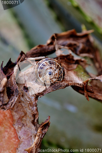 Image of Garden Snail