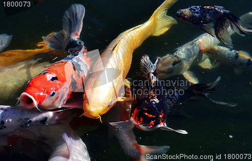 Image of koi fish