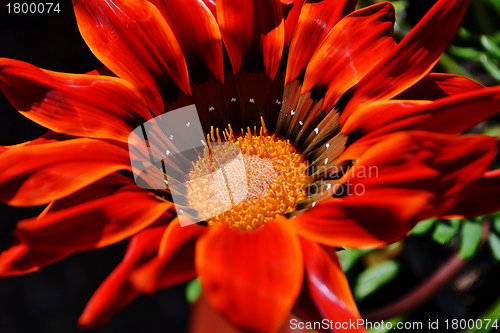 Image of Gazania krebsiana flower