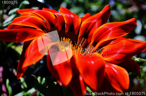 Image of Gazania krebsiana flower