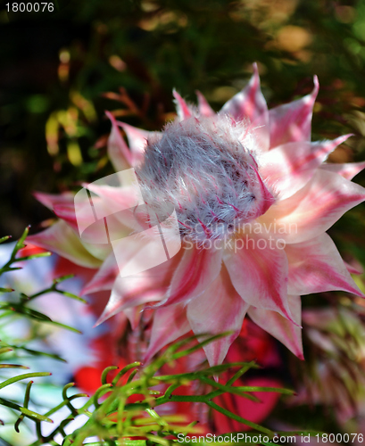 Image of Serruria rosea