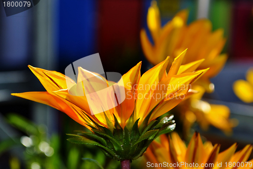 Image of Gazania krebsiana flower