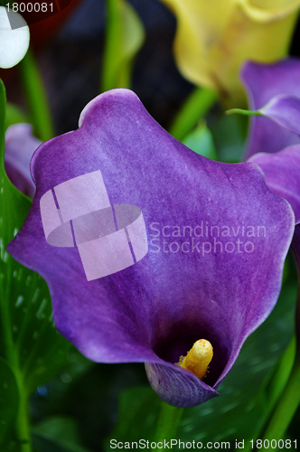 Image of Arum Lily