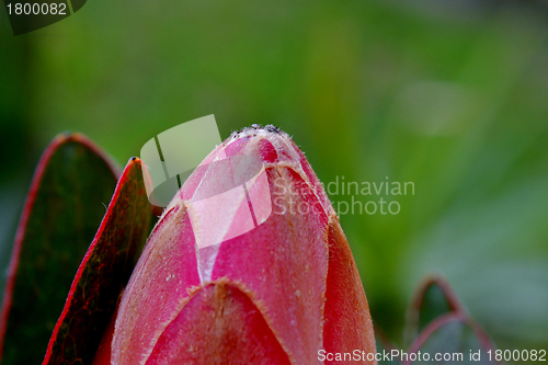 Image of Protea blossom